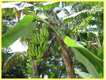 cauita costa rica